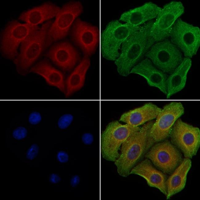 GPSM2 Antibody in Immunocytochemistry (ICC/IF)