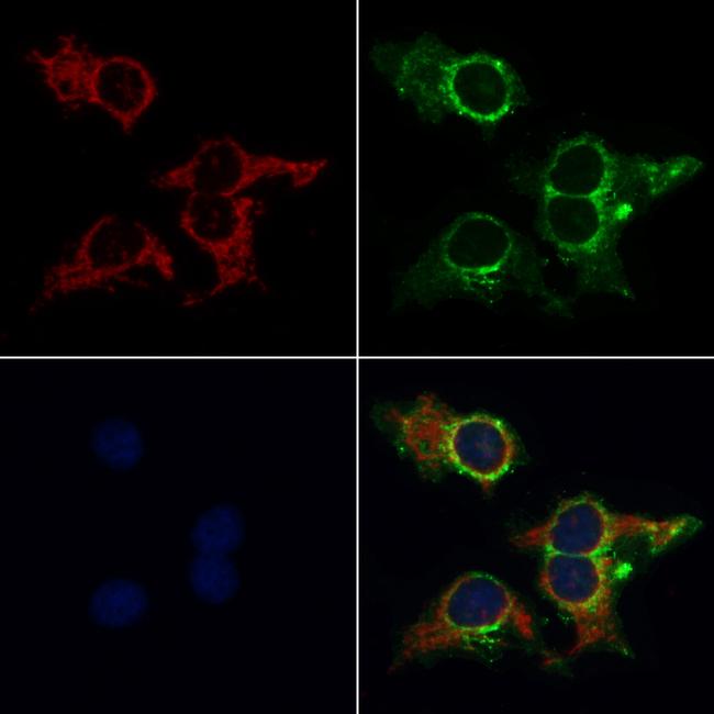 HSPA9 Antibody in Immunocytochemistry (ICC/IF)