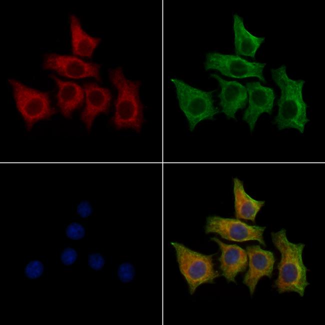 USH1C Antibody in Immunocytochemistry (ICC/IF)