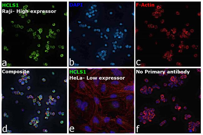 HCLS1 Antibody in Immunocytochemistry (ICC/IF)