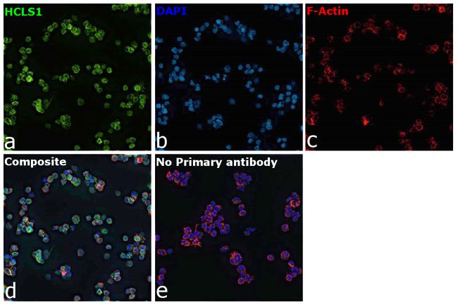 HCLS1 Antibody in Immunocytochemistry (ICC/IF)