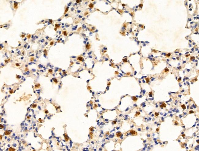 HBB Antibody in Immunohistochemistry (Paraffin) (IHC (P))