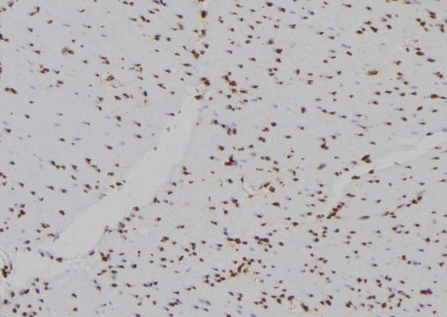 Histone H2B Antibody in Immunohistochemistry (Paraffin) (IHC (P))