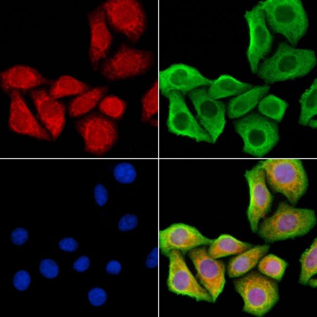 HRH2 Antibody in Immunocytochemistry (ICC/IF)