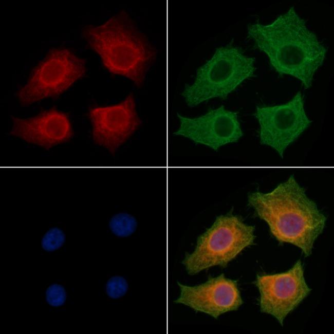 IL-22 Receptor alpha Antibody in Immunocytochemistry (ICC/IF)