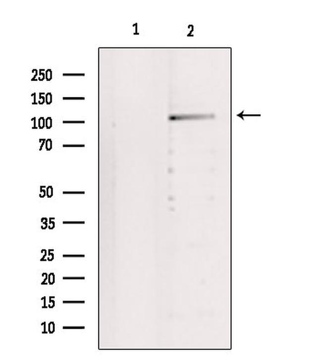 IDE Antibody in Western Blot (WB)