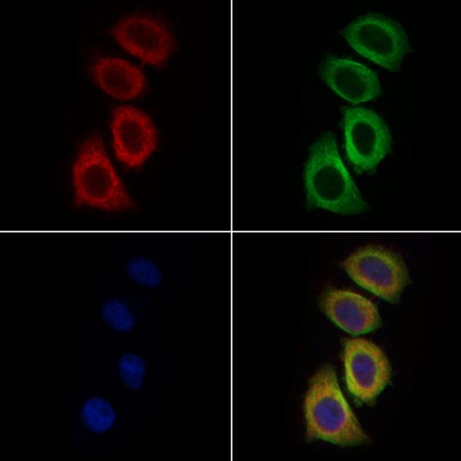 ERN1/ERN2 Antibody in Immunocytochemistry (ICC/IF)