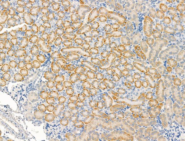 KCNK2 Antibody in Immunohistochemistry (Paraffin) (IHC (P))