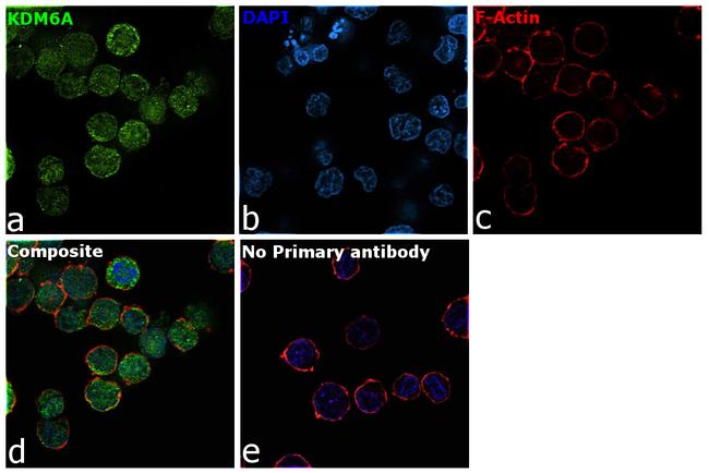 KDM6A Antibody in Immunocytochemistry (ICC/IF)