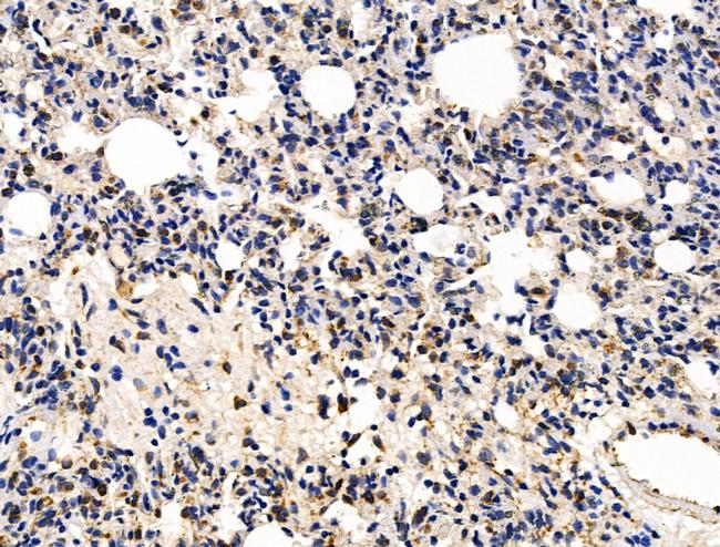 KLF15 Antibody in Immunohistochemistry (Paraffin) (IHC (P))