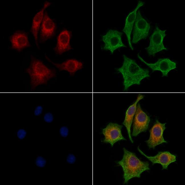 Lass2 Antibody in Immunocytochemistry (ICC/IF)