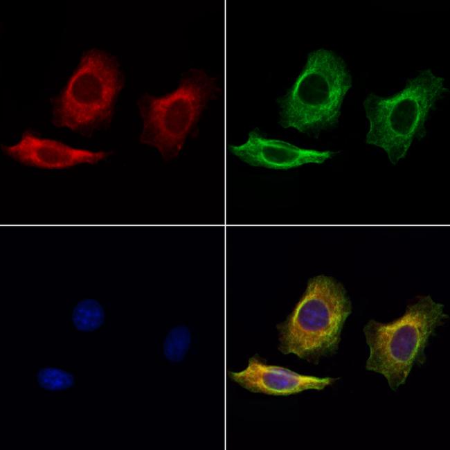 LIF Antibody in Immunocytochemistry (ICC/IF)