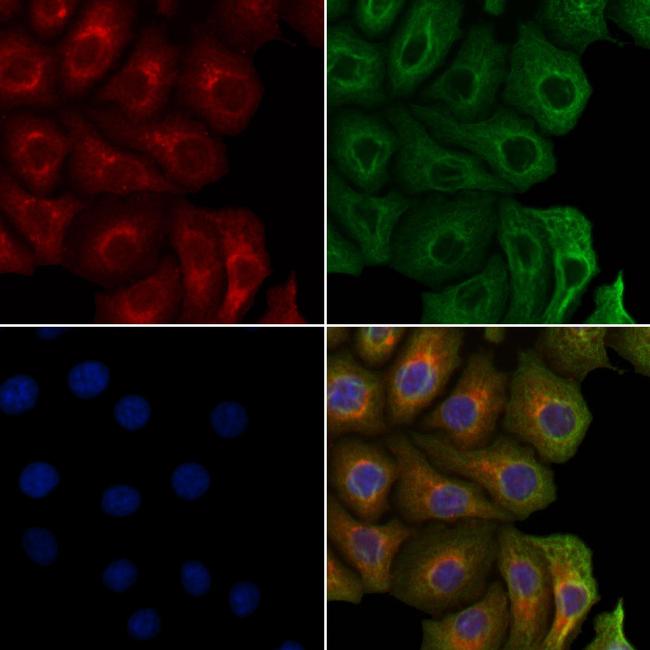 LOXL4 Antibody in Immunocytochemistry (ICC/IF)