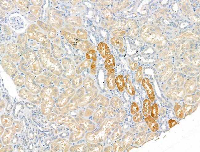 ZC3H12A Antibody in Immunohistochemistry (Paraffin) (IHC (P))