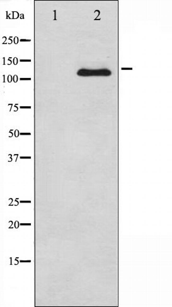 CSF1R Antibody in Western Blot (WB)