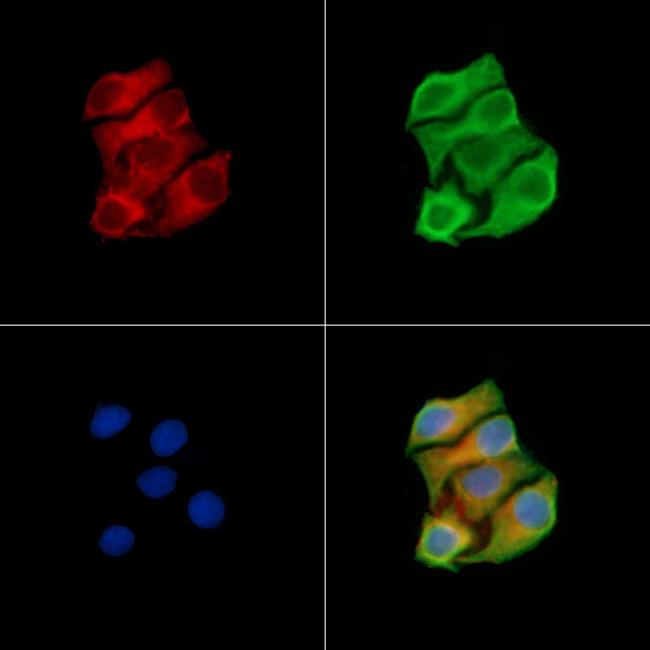 MUT Antibody in Immunocytochemistry (ICC/IF)