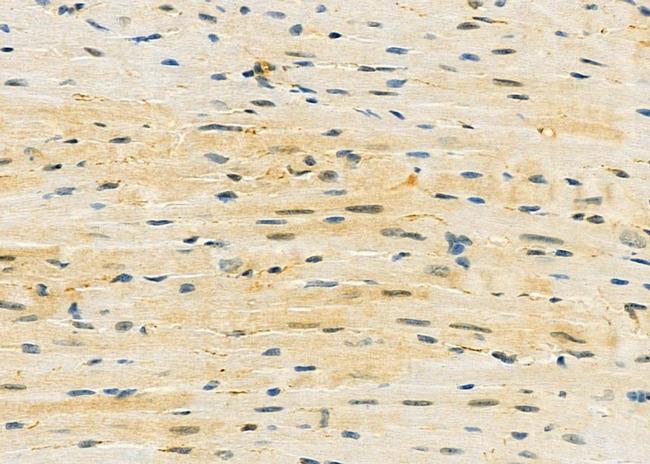 MID1IP1 Antibody in Immunohistochemistry (Paraffin) (IHC (P))