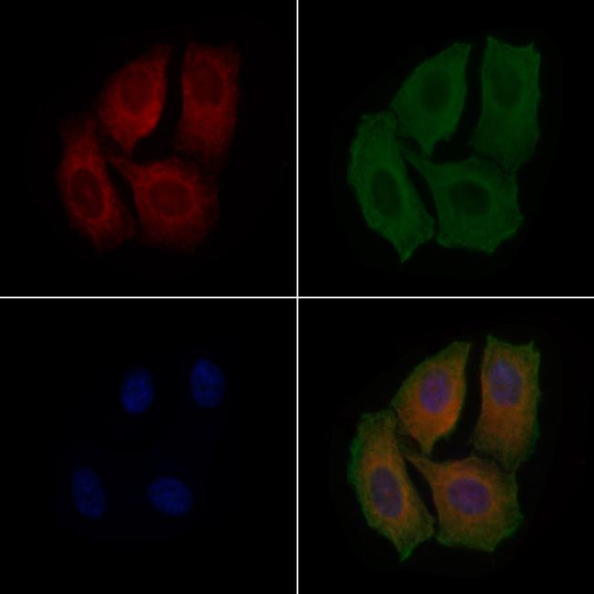 MRPL19 Antibody in Immunocytochemistry (ICC/IF)