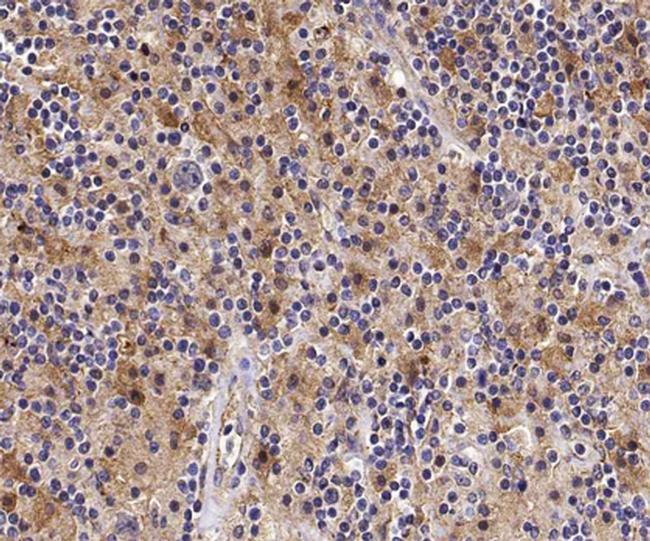 MST1 (STK4) Antibody in Immunohistochemistry (Paraffin) (IHC (P))