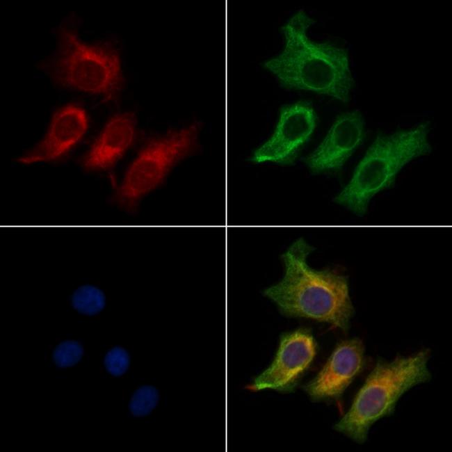 CRYM Antibody in Immunocytochemistry (ICC/IF)