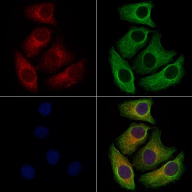 NAPE PLD Antibody in Immunocytochemistry (ICC/IF)