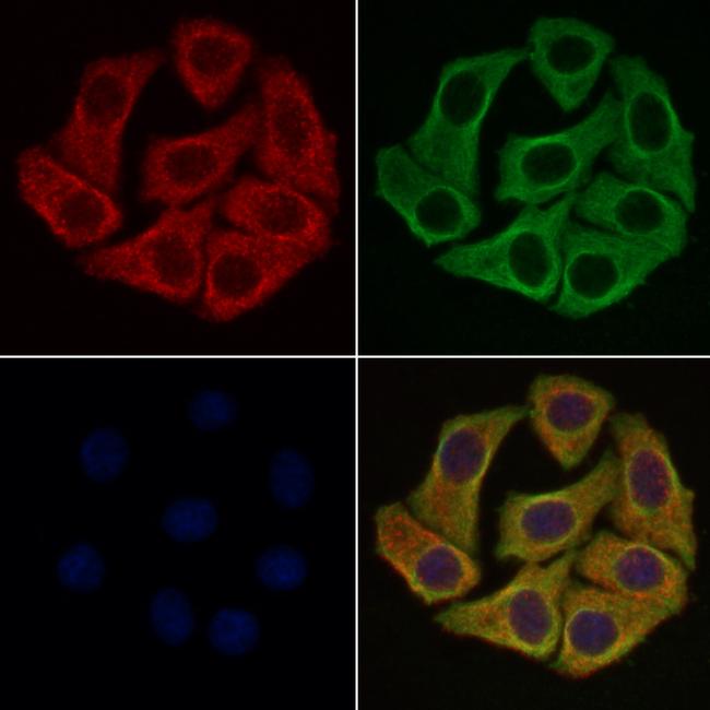 CD56 Antibody in Immunocytochemistry (ICC/IF)