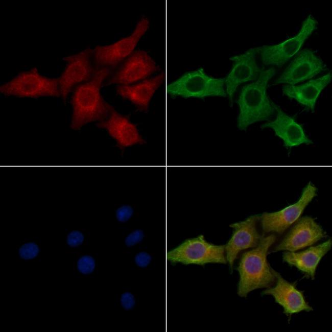 NKp46 (CD335) Antibody in Immunocytochemistry (ICC/IF)