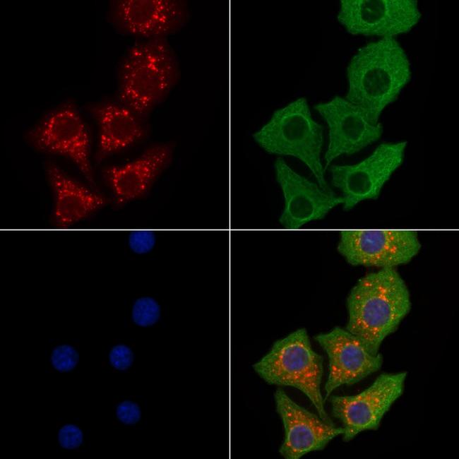 NDUFS6 Antibody in Immunocytochemistry (ICC/IF)