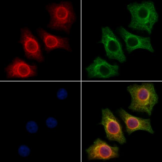 Neogenin Antibody in Immunocytochemistry (ICC/IF)