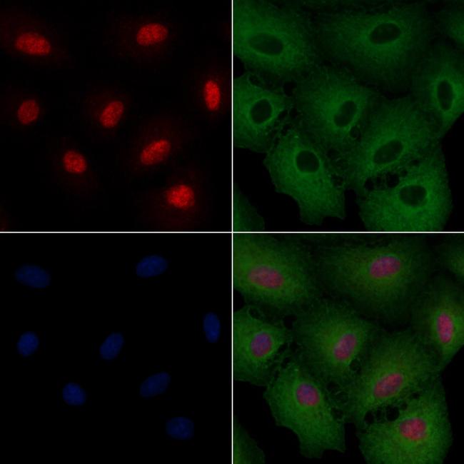 NeuN Antibody in Immunocytochemistry (ICC/IF)