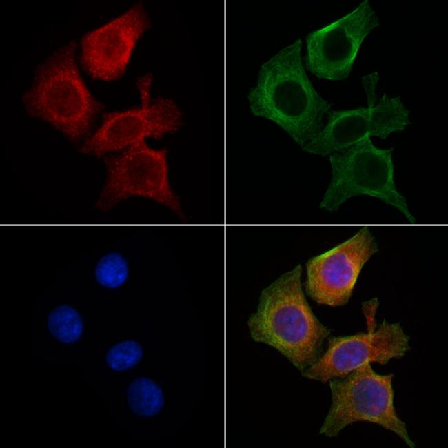 NRGN Antibody in Immunocytochemistry (ICC/IF)