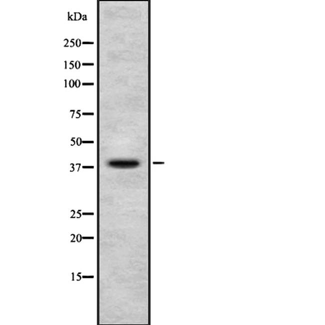 NUDC Antibody in Western Blot (WB)