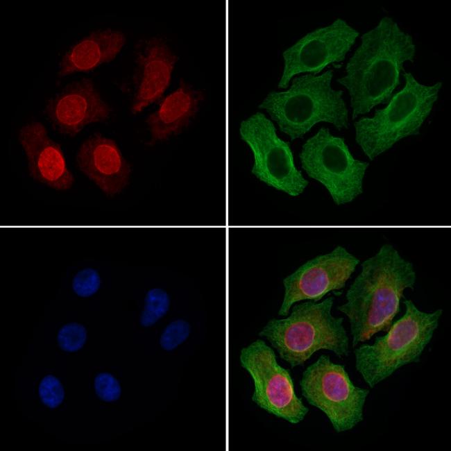 NUP153 Antibody in Immunocytochemistry (ICC/IF)