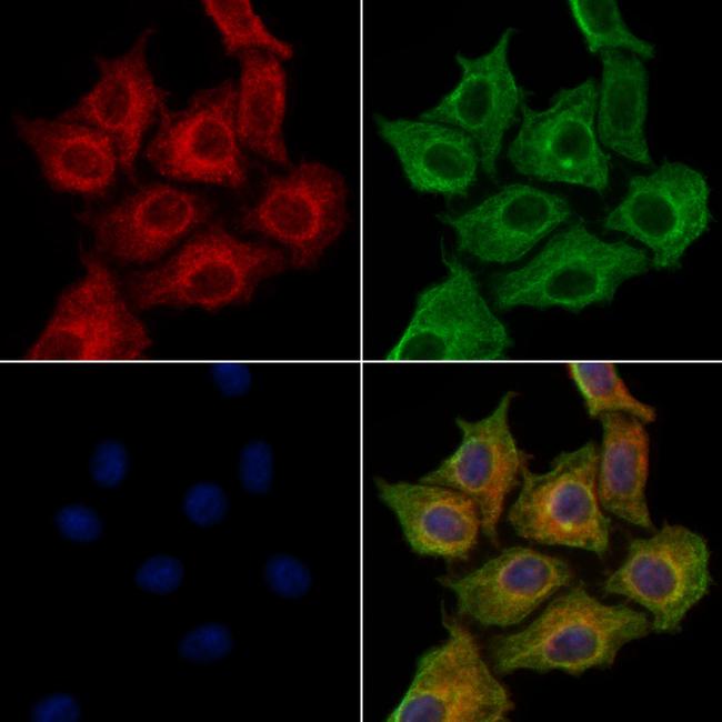 OFD1 Antibody in Immunocytochemistry (ICC/IF)