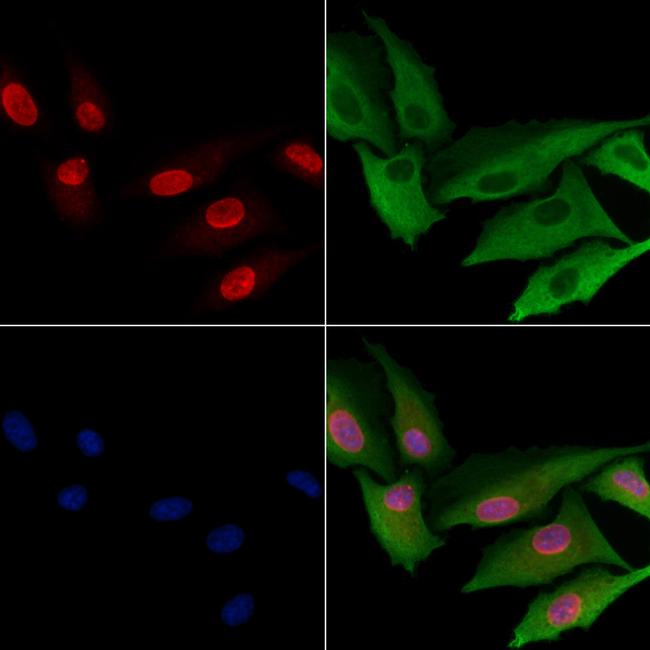 PAF1 Antibody in Immunocytochemistry (ICC/IF)