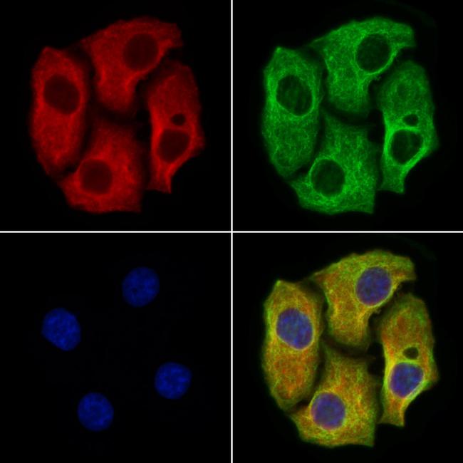 PDE4A Antibody in Immunocytochemistry (ICC/IF)