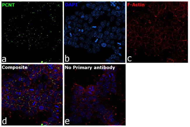 Pericentrin Antibody in Immunocytochemistry (ICC/IF)