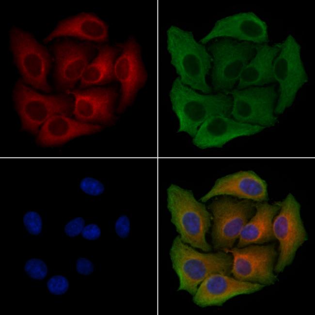 PEX19 Antibody in Immunocytochemistry (ICC/IF)