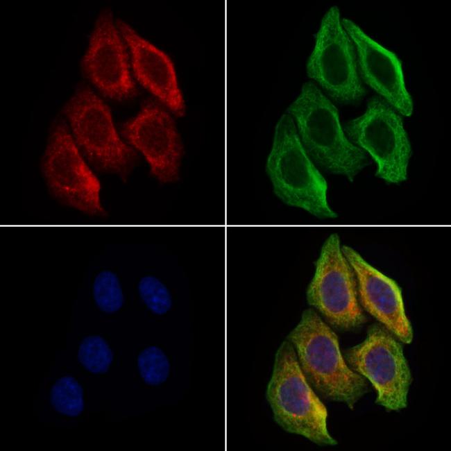 PGC Antibody in Immunocytochemistry (ICC/IF)