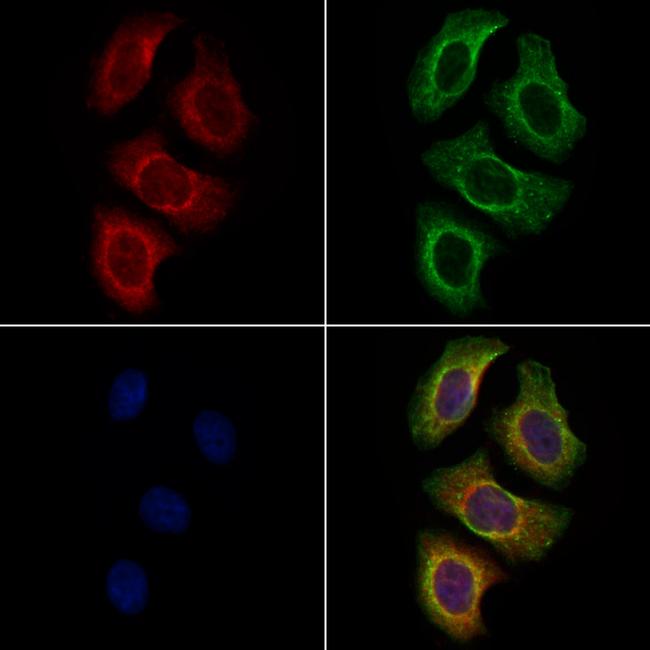 PLXNA4 Antibody in Immunocytochemistry (ICC/IF)