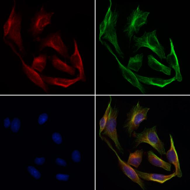 PON1 Antibody in Immunocytochemistry (ICC/IF)