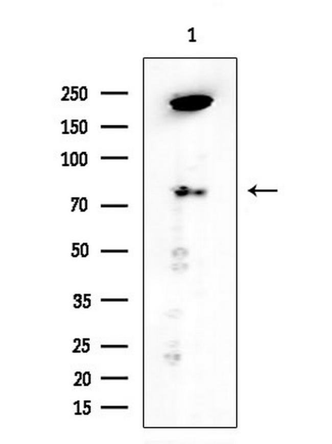 PROX1 Antibody in Western Blot (WB)