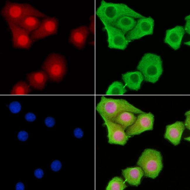 PSMA7 Antibody in Immunocytochemistry (ICC/IF)