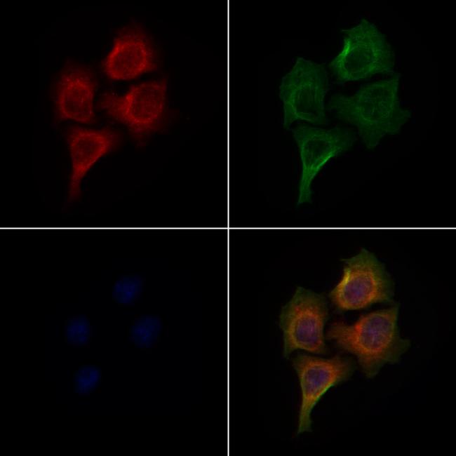 SIK3 Antibody in Immunocytochemistry (ICC/IF)