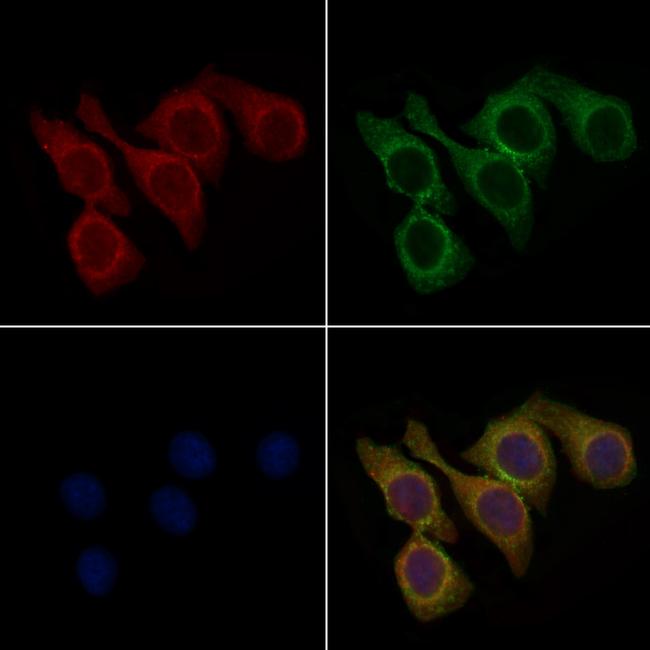 RGMA Antibody in Immunocytochemistry (ICC/IF)