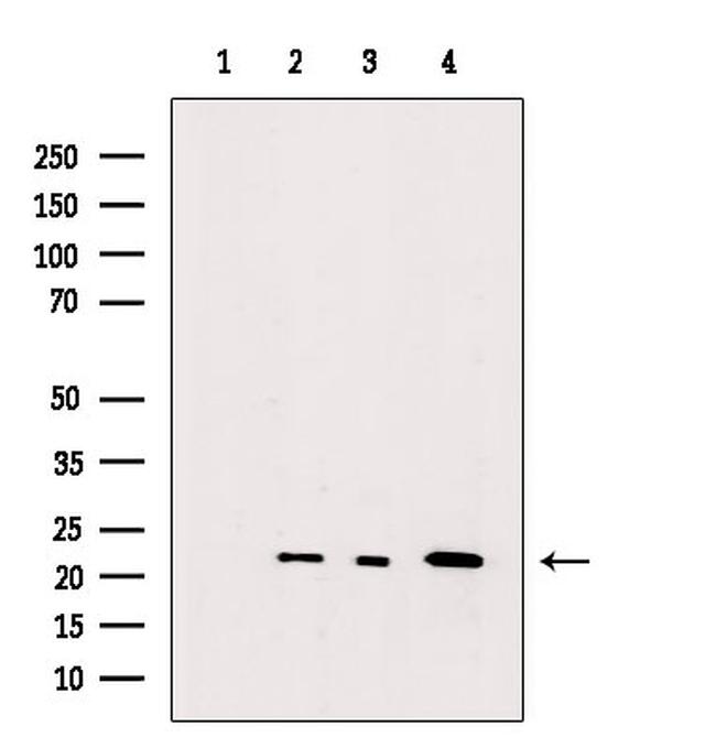 RHOA Antibody in Western Blot (WB)