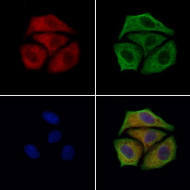 RPS29 Antibody in Immunocytochemistry (ICC/IF)