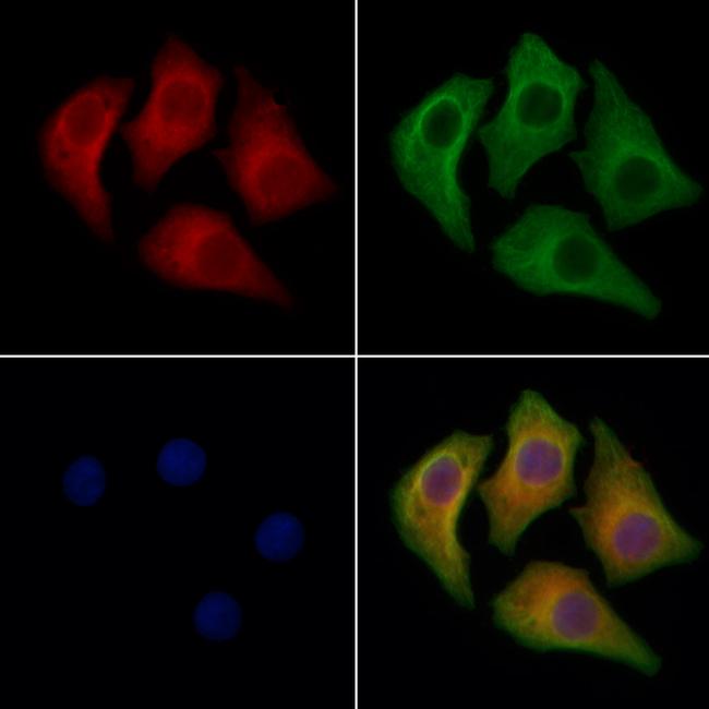 RPS16 Antibody in Immunocytochemistry (ICC/IF)