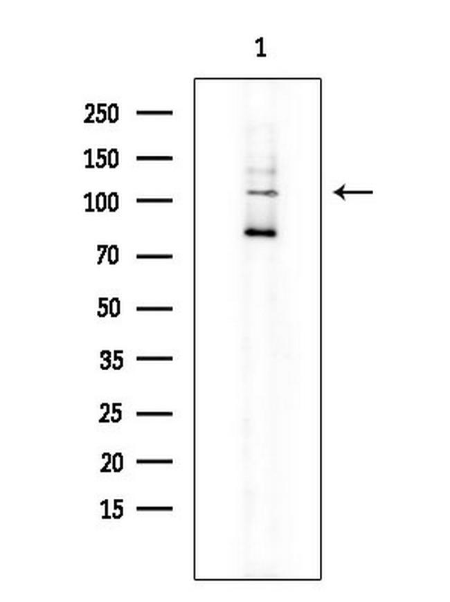 SEMA4B Antibody in Western Blot (WB)