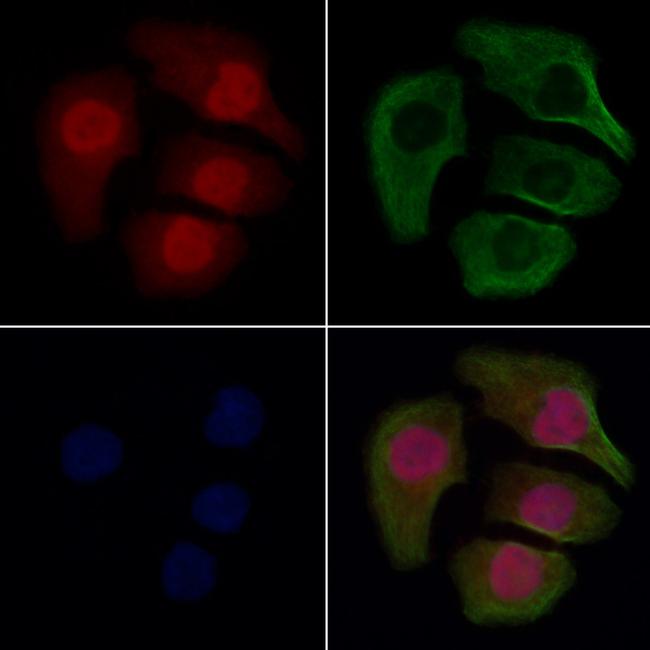 ARTS Antibody in Immunocytochemistry (ICC/IF)